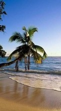 Lade kostenlos Hintergrundbilder Sea,Palms,Landschaft,Strand für Handy oder Tablet herunter.