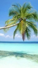 Lade kostenlos Hintergrundbilder Landschaft,Sea,Strand,Palms,Pflanzen für Handy oder Tablet herunter.