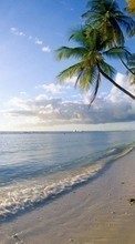 Lade kostenlos Hintergrundbilder Landschaft,Wasser,Sea,Strand,Palms für Handy oder Tablet herunter.