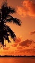Landschaft,Sunset,Sea,Palms für OnePlus Nord