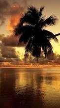 Lade kostenlos Hintergrundbilder Landschaft,Sunset,Sea,Palms für Handy oder Tablet herunter.