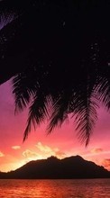 Landschaft,Sunset,Sea,Palms