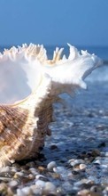 Landschaft,Sea,Strand,Shells für HTC Desire 310