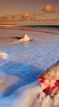Landschaft,Wasser,Sea,Strand,Shells für Samsung Galaxy S3 mini