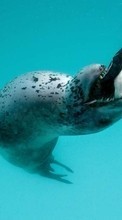 Lade kostenlos Hintergrundbilder Tiere,Sea,Seals für Handy oder Tablet herunter.