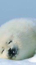 Lade kostenlos 1080x1920 Hintergrundbilder Tiere,Winterreifen,Schnee,Seals für Handy oder Tablet herunter.