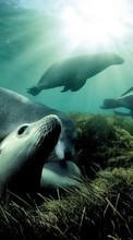 Tiere,Wasser,Seals