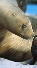 Lade kostenlos Hintergrundbilder Tiere,Seelöwen für Handy oder Tablet herunter.
