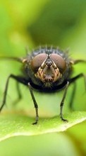 Lade kostenlos 800x480 Hintergrundbilder Insekten,Fliegen für Handy oder Tablet herunter.