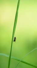 Lade kostenlos Hintergrundbilder Grass,Insekten,Fliegen für Handy oder Tablet herunter.