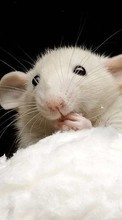 Lade kostenlos Hintergrundbilder Mäuse,Tiere für Handy oder Tablet herunter.