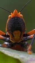 Lade kostenlos Hintergrundbilder Insekten für Handy oder Tablet herunter.