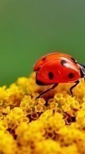 Lade kostenlos Hintergrundbilder Insekten für Handy oder Tablet herunter.