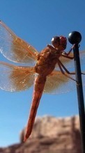 Lade kostenlos Hintergrundbilder Insekten,Libellen für Handy oder Tablet herunter.