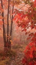 Lade kostenlos 320x240 Hintergrundbilder Landschaft,Insekten,Herbst für Handy oder Tablet herunter.