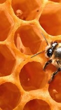 Lade kostenlos Hintergrundbilder Insekten,Wespen,Bienen für Handy oder Tablet herunter.