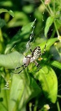 Lade kostenlos Hintergrundbilder Insekten,Spiders für Handy oder Tablet herunter.