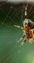Lade kostenlos Hintergrundbilder Insekten,Web,Spiders für Handy oder Tablet herunter.