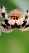 Lade kostenlos Hintergrundbilder Tiere,Insekten,Spiders für Handy oder Tablet herunter.