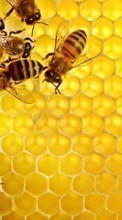 Lade kostenlos Hintergrundbilder Insekten,Bienen für Handy oder Tablet herunter.