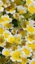 Insekten,Bienen für HTC HD7