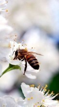 Insekten,Bienen für Sony Xperia ZR