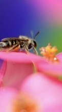 Lade kostenlos Hintergrundbilder Insekten,Bienen für Handy oder Tablet herunter.