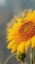 Lade kostenlos Hintergrundbilder Pflanzen,Insekten,Sonnenblumen für Handy oder Tablet herunter.