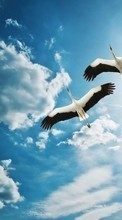 Lade kostenlos Hintergrundbilder Tiere,Vögel,Sky,Clouds,Cranes für Handy oder Tablet herunter.