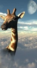 Lade kostenlos 720x1280 Hintergrundbilder Tiere,Sky,Clouds,Giraffen für Handy oder Tablet herunter.
