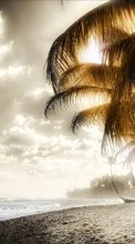 Lade kostenlos Hintergrundbilder Landschaft,Sky,Strand,Palms für Handy oder Tablet herunter.