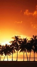 Lade kostenlos Hintergrundbilder Landschaft,Sunset,Sky,Palms für Handy oder Tablet herunter.