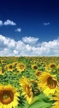 Lade kostenlos Hintergrundbilder Pflanzen,Landschaft,Sonnenblumen,Sky für Handy oder Tablet herunter.