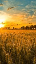 Lade kostenlos Hintergrundbilder Landschaft,Sunset,Felder,Sky,Sun,Weizen für Handy oder Tablet herunter.