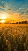 Lade kostenlos 720x1280 Hintergrundbilder Landschaft,Sunset,Felder,Sky,Sun,Weizen für Handy oder Tablet herunter.