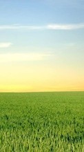 Lade kostenlos Hintergrundbilder Landschaft,Grass,Felder,Sky für Handy oder Tablet herunter.