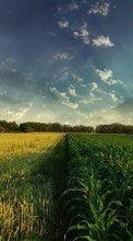 Lade kostenlos Hintergrundbilder Landschaft,Grass,Felder,Sky für Handy oder Tablet herunter.