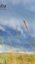 Lade kostenlos Hintergrundbilder Pflanzen,Landschaft,Grass,Sky für Handy oder Tablet herunter.