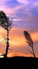 Lade kostenlos Hintergrundbilder Pflanzen,Landschaft,Sunset,Sky für Handy oder Tablet herunter.