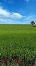 Lade kostenlos Hintergrundbilder Landschaft,Grass,Sky für Handy oder Tablet herunter.