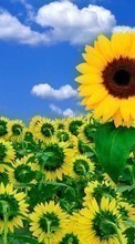 Lade kostenlos 800x480 Hintergrundbilder Pflanzen,Sonnenblumen,Sky für Handy oder Tablet herunter.