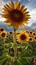 Lade kostenlos Hintergrundbilder Pflanzen,Sonnenblumen,Sky für Handy oder Tablet herunter.
