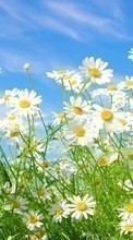 Lade kostenlos Hintergrundbilder Pflanzen,Grass,Sky,Kamille für Handy oder Tablet herunter.