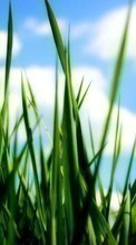 Lade kostenlos Hintergrundbilder Pflanzen,Grass,Sky für Handy oder Tablet herunter.