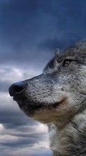 Lade kostenlos Hintergrundbilder Tiere,Wölfe,Sky für Handy oder Tablet herunter.