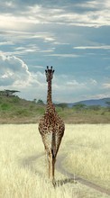 Lade kostenlos Hintergrundbilder Tiere,Sky,Giraffen für Handy oder Tablet herunter.