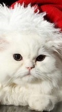 Feiertage,Tiere,Katzen,Neujahr für Lenovo A319