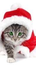 Lade kostenlos Hintergrundbilder Neujahr,Katzen,Tiere für Handy oder Tablet herunter.