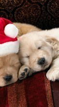 Lade kostenlos Hintergrundbilder Feiertage,Tiere,Hunde,Neujahr,Weihnachten für Handy oder Tablet herunter.