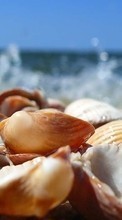 Lade kostenlos Hintergrundbilder Landschaft,Sea,Shells für Handy oder Tablet herunter.
